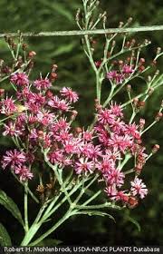Image result for Vernonia myriantha
