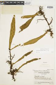 Image result for Loxogramme