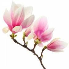 Japanese Magnolia Isolated Google Search Flower Art Magnolia Flower Magnolia Tattoo