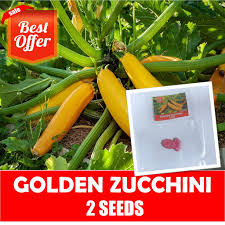 Golden zucchini (or courgette) is a summer squash which means that it is a squash that is harvested while immature and in the state while its rind is still tender and edible. Golden Zucchini Seeds Squash Seeds Shopee Philippines