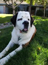 Black And White St Bernard Dog White Faced Saint Bernard St Bernard Dogs Saint Bernard Bernard Dog