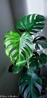 Image result for Monstera