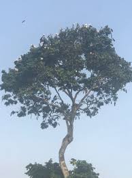 Image result for Isoberlinia