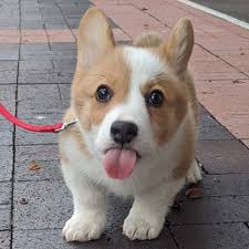 Mardi gras is around the corner and we are ready so remember us if you need any undergarments The Queens Corgi Home Facebook