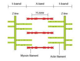 Sliding Filament Theory Of Skeletal Muscle Muscle Contraction Skeletal Muscle Filament