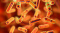 New Study Links Red Meat Consumption to Increased Gut Vulnerability
