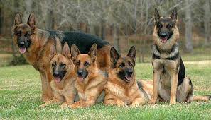 How To Care Of A German Shepherd Dog German shepherd puppies akc registered and come with guarantee. how to care of a german shepherd dog