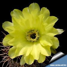 Image result for Cavacoa aurea