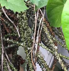 Maybe you would like to learn more about one of these? Brotowali Jamupedia