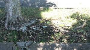 We did not find results for: Lillypilly Brisbane Trees And Gardens