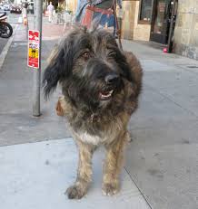 Maybe you would like to learn more about one of these? Ah Guten Tag Sprechen Sie Deutsch The Dogs Of San Francisco