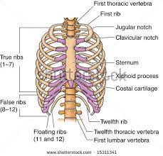 Rib cage, basketlike skeletal structure that forms the chest, or thorax, made up of the ribs and their the rib cage surrounds the lungs and the heart, serving as an important means of bony protection for. Human Rib Bones Labeled Stock Photo 15311341 Shutterstock Human Ribs Anatomy Bones Rib Bones