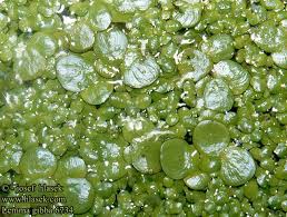 Image result for Lemna gibba