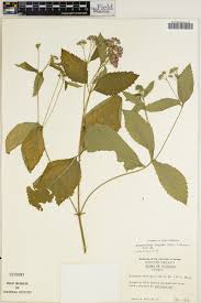 Image result for Bothriocline longipes