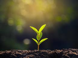 Reforestation Project