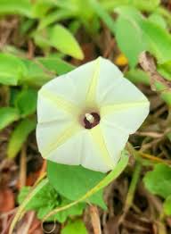 Image result for Ipomoea crassipes