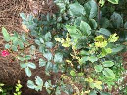 A well balanced diet and spray program will eliminate most of the following diseases. Rose Leaves Turning Yellow Hgtv