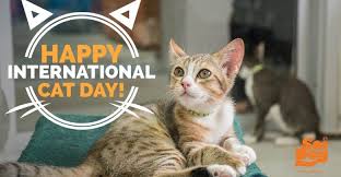 International cat day is a celebration which takes place on 8 august of every year. Cat Owners Relay Experiences On International Cat Day 2020 Animal Times Africa