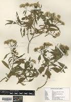 Image result for Psiadia punctulata