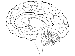 Color in this picture of human brain and share it with image tags: Brain Structures Coloring Page Coloring Pages Human Body Lesson Free Printable Coloring Sheets