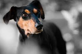What Is The Lifespan Of A Doberman Pinscher Canna Pet
