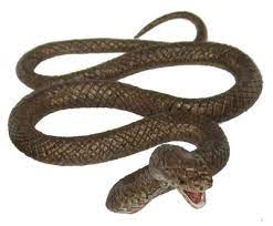 Maybe you would like to learn more about one of these? Animals Of Australia Brown Snake 75472 Reptiles