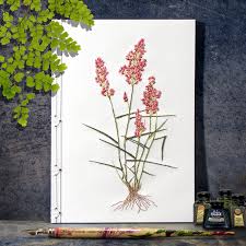 Image result for Tricholaena