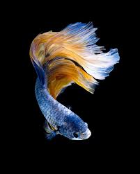Capture The Moving Moment Of Blue Yellow Siamese Fighting Fish Isolated On Black Background Betta Fish Betta Fish Siamese Fighting Fish Pet Fish