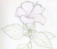 Drawings Of Hibiscus Flowers Flower Sketches Flower Drawing Tutorials Flower Drawing Download this hibiscus sketches vector illustration now.