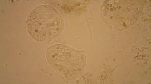 You'll also be able to discover what is the membrane, th. 3 915 Animal Cell Stock Videos Royalty Free Animal Cell Footage Depositphotos