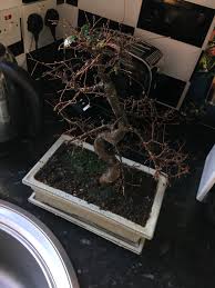 Normally you will see that there will be sagginess in your tree, the branches will be fragile and the tree will look like it's drooping. How To Revive A Bonsai That Was Repotted After It Was Dying Of Overwatering Gardening Landscaping Stack Exchange