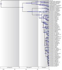Image result for Eriocaulon abyssinicum