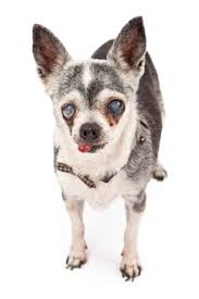 Down syndrome (ds) or down's syndrome is also known as trisomy 21. Vision Loss In Chihuahuas I Love My Chi