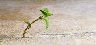 We did not find results for: El Verdadero Significado De La Resiliencia Psicologa Gijon