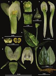 Image result for Malaxis