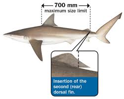 Shark Recreational Fishing