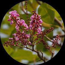 Image result for Millettia