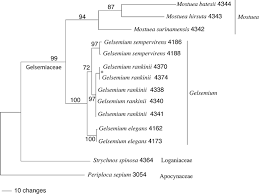 Image result for Mostuea batesii