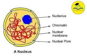 9th Class Science Notes In English Chapter 5 Fundamental Unit Of Life Cell Pdfduniya In 2020 Science Notes Nuclear Membrane Life Cell