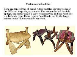 How do you ride an animal with a hump in the middle of its back? Camel Breeding Vocabulary Colt