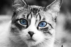 The first cat, discovered in 1984, was a tortoiseshell named cornflower. 20 Rare Cat Breeds You Ve Probably Never Heard Of Crazy Rich Pets