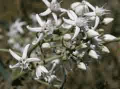 Image result for Cycnium recurvum