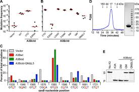 Lunes a viernes 8:30 a. Crystal Structure Of The Dna Deaminase Apobec3b Catalytic Domain Journal Of Biological Chemistry