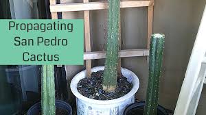 Trichocereus pachanoi, aka san pedro, is a columnar cactus native to the andean mountains of peru, and ecuador. San Pedro Cactus Propagation Succulent And Cacti Propagation Youtube