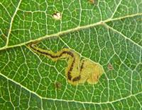 Image result for Stigmella malella
