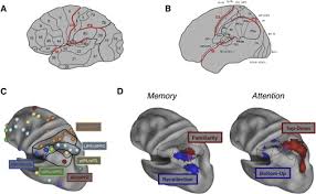 The researchers discovered that our brain's cortex, or outer mantle, is composed of 180 distinct areas per hemisphere. A Roadmap To Brain Mapping Toward A Functional Map Of Human Parietal Cortex Sciencedirect