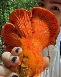 Image result for Scleroderma polyrhizon