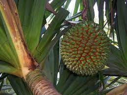 Pandan is an exotic plant. Pandanus Wikipedia