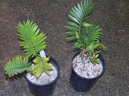 Image result for Encephalartos munchii