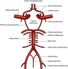 They arise from the m1 segment of mca. Blood Supply To The Clinical Anatomy Operative Surgery ×¤×™×™×¡×'×•×§